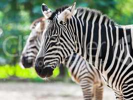 two zebras standing together