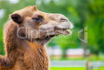 camel head side portrait