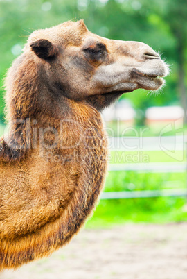camel portrait from the side