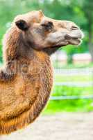 camel portrait from the side