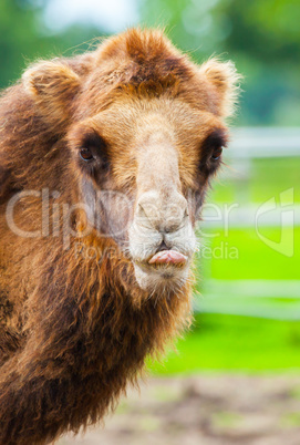 camel shows his tongue