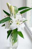 Flower Lily white fragrant