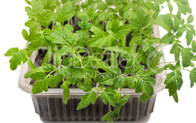 Young tomato seedlings in the container with the ground.