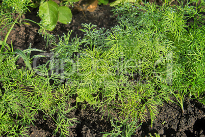 Young plants of dill, covered with dew.