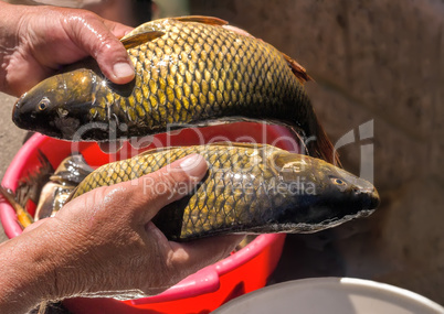 The caught catch of fish in hands at the fisherman.