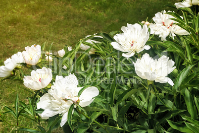 Blossoming white peony among green leaves