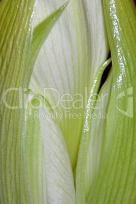 Amaryllis im Detail