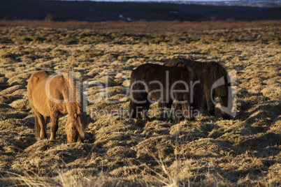 Portrait of a herd of Icelandic horses