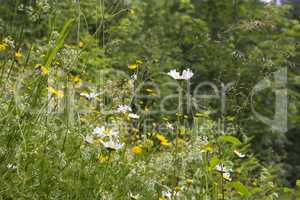 Wildflower meadow