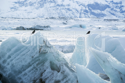 Raven sit on an ice block at Jokulsarlon, Iceland