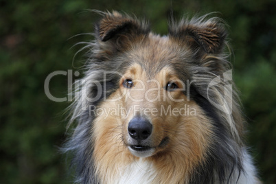 Langhaariger Collie