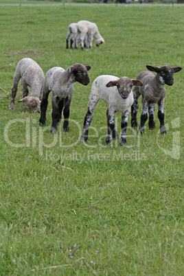 glückliche Lämmer auf der Wiese