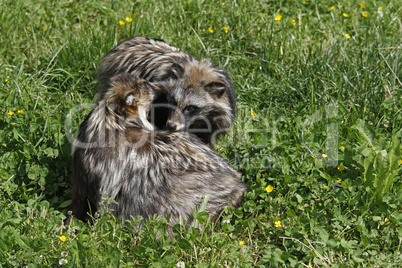 schmusende Marderhunde