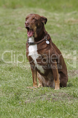 Hund auf der Wiese