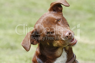 Hund auf der Wiese