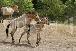 Przewalski-Fohlen in Aktion