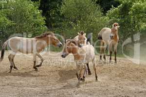 Przewalski-Fohlen in Aktion