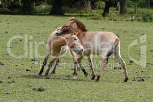 Przewalski-Fohlen in Aktion