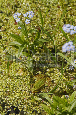 kleiner Teichfrosch