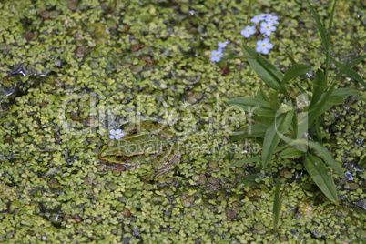 kleiner Teichfrosch