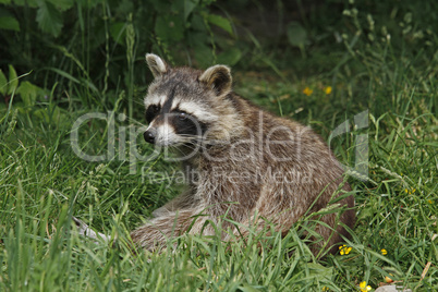 Waschbär sitzt im Gras