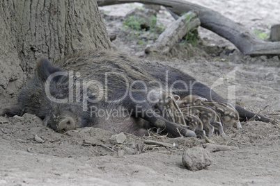 Wildschwein mit Frischlingen