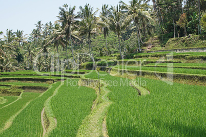 Reisfeld, Bali, Indonesien