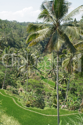 Reisfeld, Bali, Indonesien