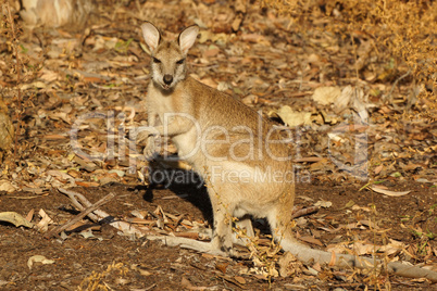 Wallaby, Australien