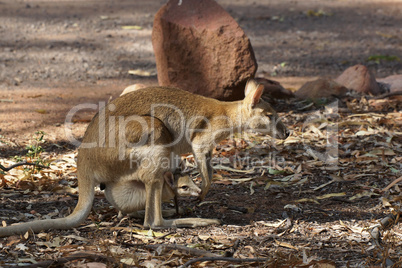 Wallaby, Australien