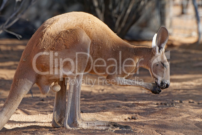 Red Kangaroo, Australien