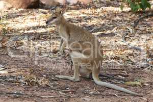 Wallaby, Australia
