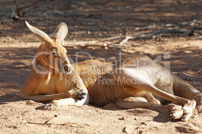 Red Kangaroo, Australien