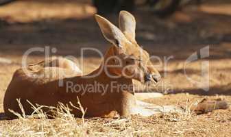 Red Kangaroo, Australien