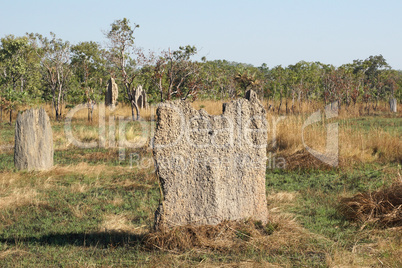 Termitenbauten, Litchfield National Park, Australien