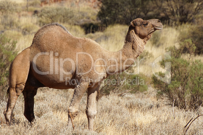 Kamel, Australien