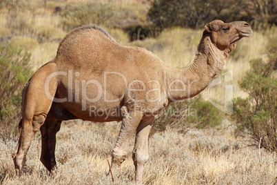 Kamel, Australien