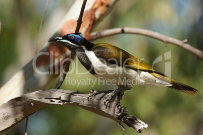 Blauohr-Honigfresser, Australien