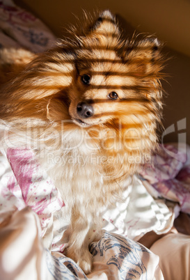 shetland sheepdog full of stripes