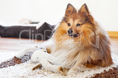 shetland sheepdog with dog toy