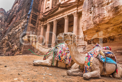 Bedouin camel rests near the treasury Al Khazneh