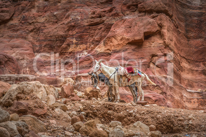 Bedouin donkey resting surrounded by red landscape