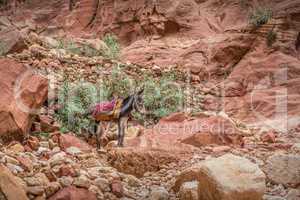 Bedouin donkey resting surrounded by red landscape