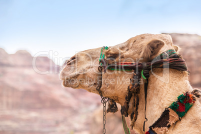 Camel portrait in Petra, Jordan
