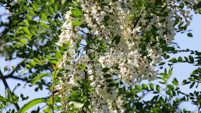 Robinia pseudoacacia.Acacia tree