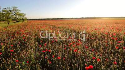 Red poppy field at spring