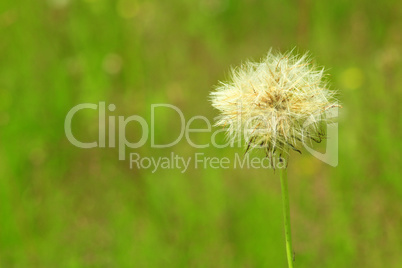 Unique dry dandelion with seeds