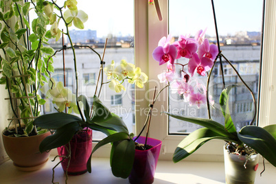 yellow and pink orchids