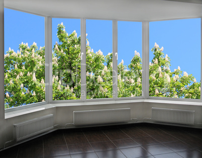 modern window overlooking the blooming chestnut tree