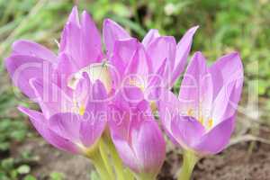 pink flowers of colchicum autumnale